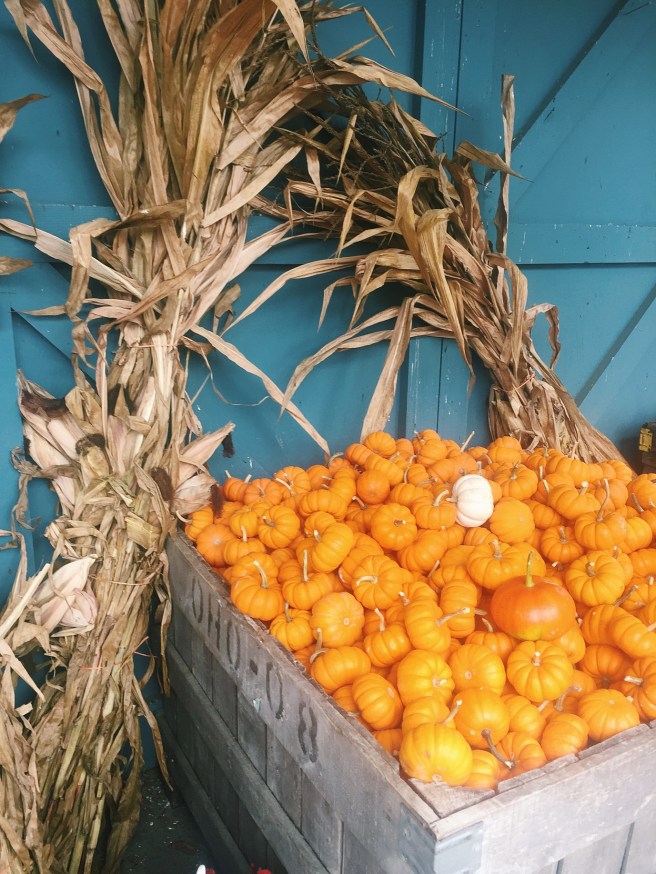 Processed with VSCO with c1 preset